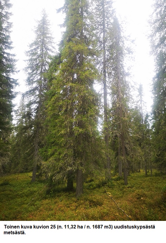 N. 5918 M3 / n. 55,34 ha määräala Kuusamosta. Hieno, erittäin monipuolinen kohde, isot hakkuumahdollisuudet, hyvät metsästysmahdollisuudet! Hintapyyntö 180 000 euroa. Tarjoukset alla olevaan sähköpostiin tuomo.liikanen@suomenmetsatilakauppa.fi