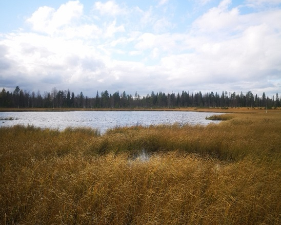 N. 5918 M3 / n. 55,34 ha määräala Kuusamosta. Hieno, erittäin monipuolinen kohde, isot hakkuumahdollisuudet, hyvät metsästysmahdollisuudet! Hintapyyntö 180 000 euroa. Tarjoukset alla olevaan sähköpostiin tuomo.liikanen@suomenmetsatilakauppa.fi