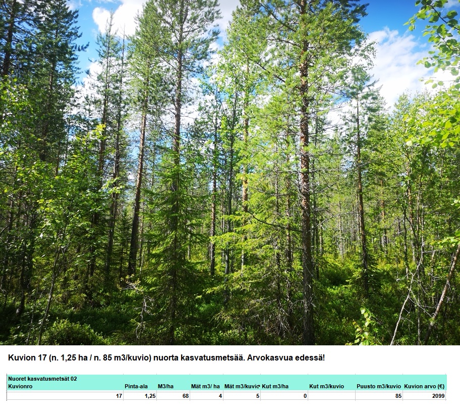 N. 94,63 ha / n. 4207 m3 metsäsijoituskohde Rovaniemeltä keskustan läheisyydestä! Tarjoukset viimeistään ti 11.08.2026 sähköpostiin tuomo.liikanen@suomenmetsatilakauppa.fi Lisätiedot 050-4334720, Tuomo Liikanen
