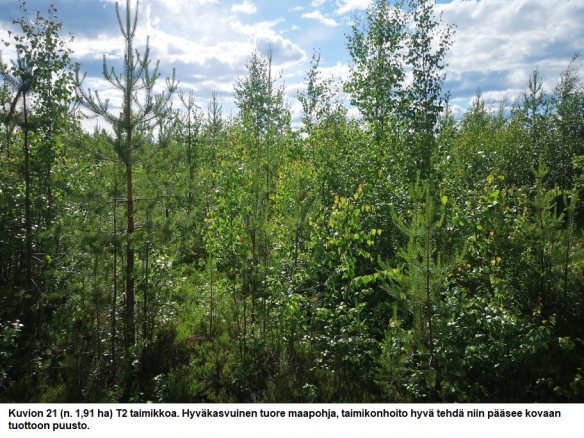 N. 94,63 ha / n. 4207 m3 metsäsijoituskohde Rovaniemeltä keskustan läheisyydestä! Tarjoukset viimeistään ti 11.08.2026 sähköpostiin tuomo.liikanen@suomenmetsatilakauppa.fi Lisätiedot 050-4334720, Tuomo Liikanen
