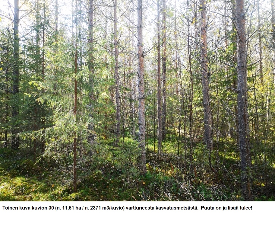 Myydään n. 11964 m3 / n. 89,60 ha kovakasvuinen metsäsijoituskohde Tervolasta tien vierestä. Kasvatusmetsiä n. 9699 m3. Mahdollisuus n. 2900 m3 hakkuisiin! Tarjoukset viimeistään ti 27.10.2026 sähköpostiin tuomo.liikanen@suomenmetsatilakauppa.fi              Lisätiedot 050-4334720, Tuomo Liikanen