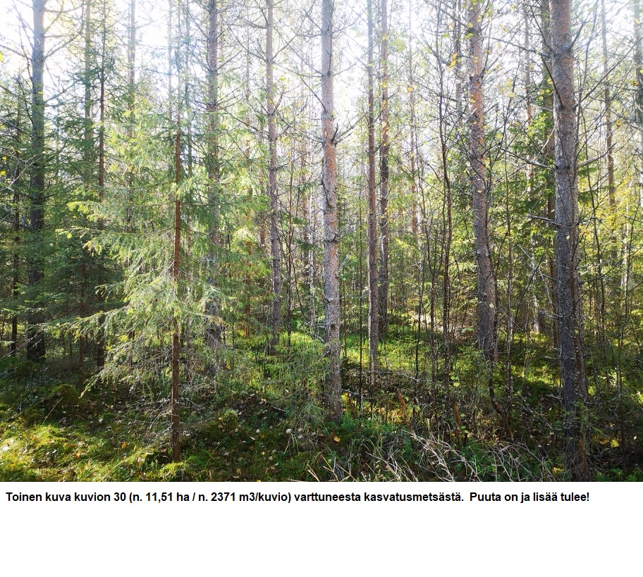 Kuvio 30 varttunut kasvatusmetsä n. 11,51 ha k2 Myydään n. 11964 m3 / n. 89,60 ha kovakasvuinen metsäsijoituskohde Tervolasta tien vierestä. Kasvatusmetsiä n. 9699 m3. Mahdollisuus n. 2900 m3 hakkuisiin! Tarjoukset viimeistään ti 27.10.2026 sähköpostiin tuomo.liikanen@suomenmetsatilakauppa.fi Lisätiedot 050-4334720, Tuomo Liikanen