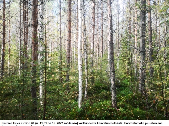 Myydään n. 11964 m3 / n. 89,60 ha kovakasvuinen metsäsijoituskohde Tervolasta tien vierestä. Kasvatusmetsiä n. 9699 m3. Mahdollisuus n. 2900 m3 hakkuisiin! Tarjoukset viimeistään ti 27.10.2026 sähköpostiin tuomo.liikanen@suomenmetsatilakauppa.fi              Lisätiedot 050-4334720, Tuomo Liikanen