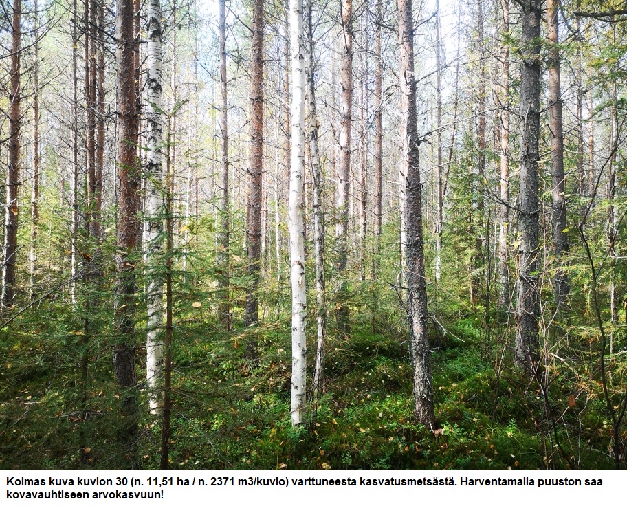 Myydään n. 11964 m3 / n. 89,60 ha kovakasvuinen metsäsijoituskohde Tervolasta tien vierestä. Kasvatusmetsiä n. 9699 m3. Mahdollisuus n. 2900 m3 hakkuisiin! Tarjoukset viimeistään ti 27.10.2026 sähköpostiin tuomo.liikanen@suomenmetsatilakauppa.fi              Lisätiedot 050-4334720, Tuomo Liikanen