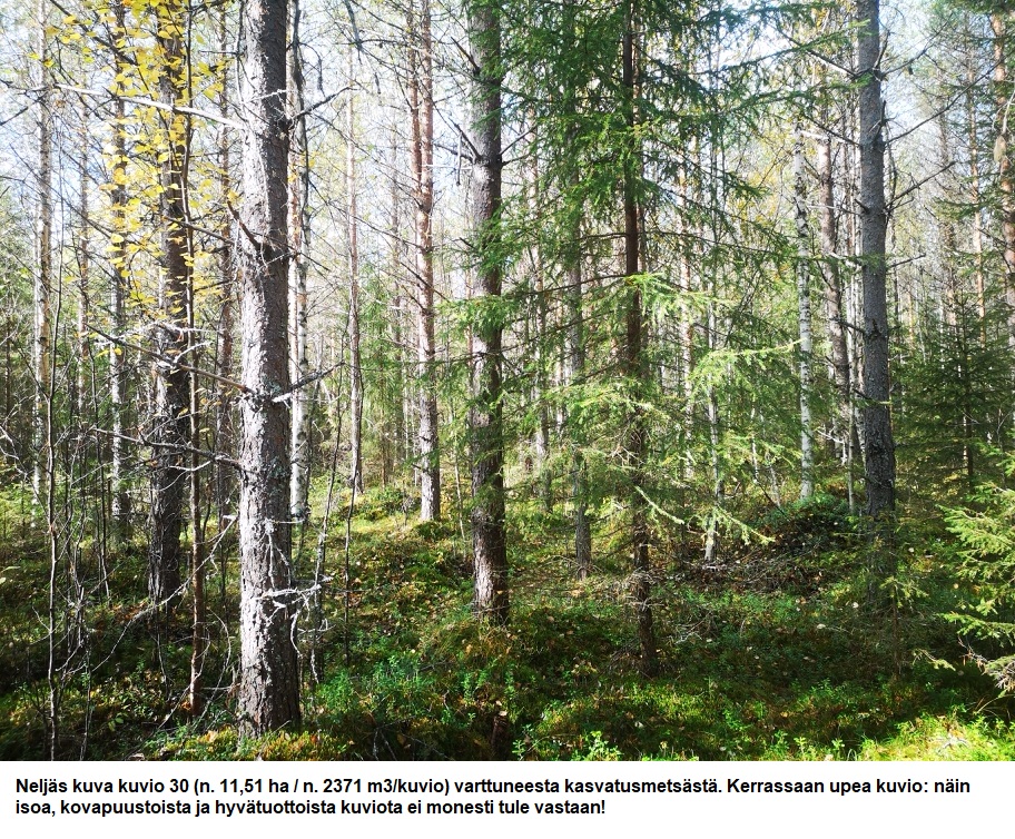 Myydään n. 11964 m3 / n. 89,60 ha kovakasvuinen metsäsijoituskohde Tervolasta tien vierestä. Kasvatusmetsiä n. 9699 m3. Mahdollisuus n. 2900 m3 hakkuisiin! Tarjoukset viimeistään ti 27.10.2026 sähköpostiin tuomo.liikanen@suomenmetsatilakauppa.fi              Lisätiedot 050-4334720, Tuomo Liikanen