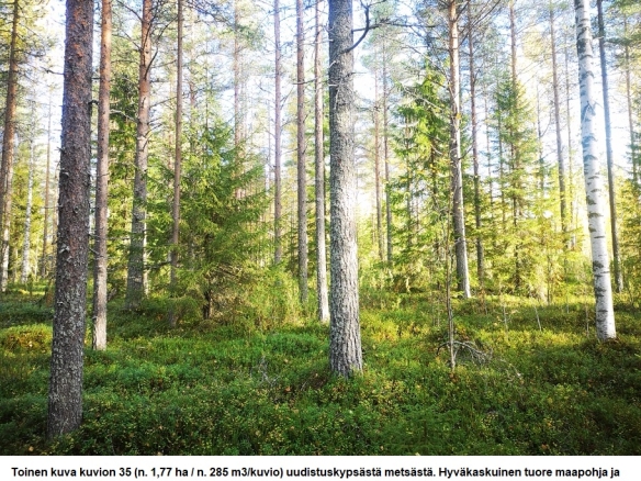 Myydään n. 11964 m3 / n. 89,60 ha kovakasvuinen metsäsijoituskohde Tervolasta tien vierestä. Kasvatusmetsiä n. 9699 m3. Mahdollisuus n. 2900 m3 hakkuisiin! Tarjoukset viimeistään ti 27.10.2026 sähköpostiin tuomo.liikanen@suomenmetsatilakauppa.fi              Lisätiedot 050-4334720, Tuomo Liikanen