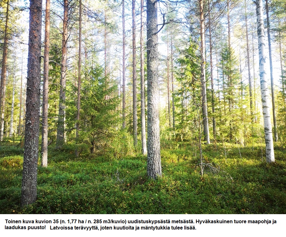 Myydään n. 11964 m3 / n. 89,60 ha kovakasvuinen metsäsijoituskohde Tervolasta tien vierestä. Kasvatusmetsiä n. 9699 m3. Mahdollisuus n. 2900 m3 hakkuisiin! Tarjoukset viimeistään ti 27.10.2026 sähköpostiin tuomo.liikanen@suomenmetsatilakauppa.fi              Lisätiedot 050-4334720, Tuomo Liikanen