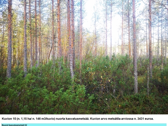 Myydään n. 11964 m3 / n. 89,60 ha kovakasvuinen metsäsijoituskohde Tervolasta tien vierestä. Kasvatusmetsiä n. 9699 m3. Mahdollisuus n. 2900 m3 hakkuisiin! Tarjoukset viimeistään ti 27.10.2026 sähköpostiin tuomo.liikanen@suomenmetsatilakauppa.fi              Lisätiedot 050-4334720, Tuomo Liikanen