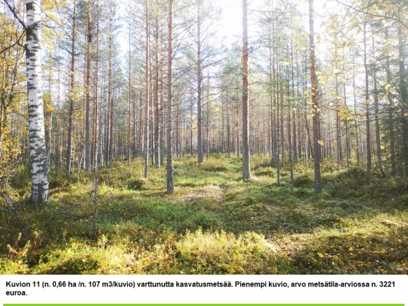 Myydään n. 11964 m3 / n. 89,60 ha kovakasvuinen metsäsijoituskohde Tervolasta tien vierestä. Kasvatusmetsiä n. 9699 m3. Mahdollisuus n. 2900 m3 hakkuisiin! Tarjoukset viimeistään ti 27.10.2026 sähköpostiin tuomo.liikanen@suomenmetsatilakauppa.fi              Lisätiedot 050-4334720, Tuomo Liikanen