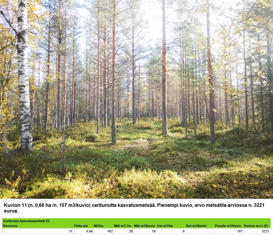 Myydään n. 11964 m3 / n. 89,60 ha kovakasvuinen metsäsijoituskohde Tervolasta tien vierestä. Kasvatusmetsiä n. 9699 m3. Mahdollisuus n. 2900 m3 hakkuisiin! Tarjoukset viimeistään ti 27.10.2026 sähköpostiin tuomo.liikanen@suomenmetsatilakauppa.fi              Lisätiedot 050-4334720, Tuomo Liikanen
