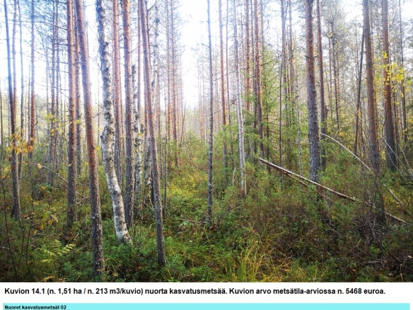 Myydään n. 11964 m3 / n. 89,60 ha kovakasvuinen metsäsijoituskohde Tervolasta tien vierestä. Kasvatusmetsiä n. 9699 m3. Mahdollisuus n. 2900 m3 hakkuisiin! Tarjoukset viimeistään ti 27.10.2026 sähköpostiin tuomo.liikanen@suomenmetsatilakauppa.fi              Lisätiedot 050-4334720, Tuomo Liikanen