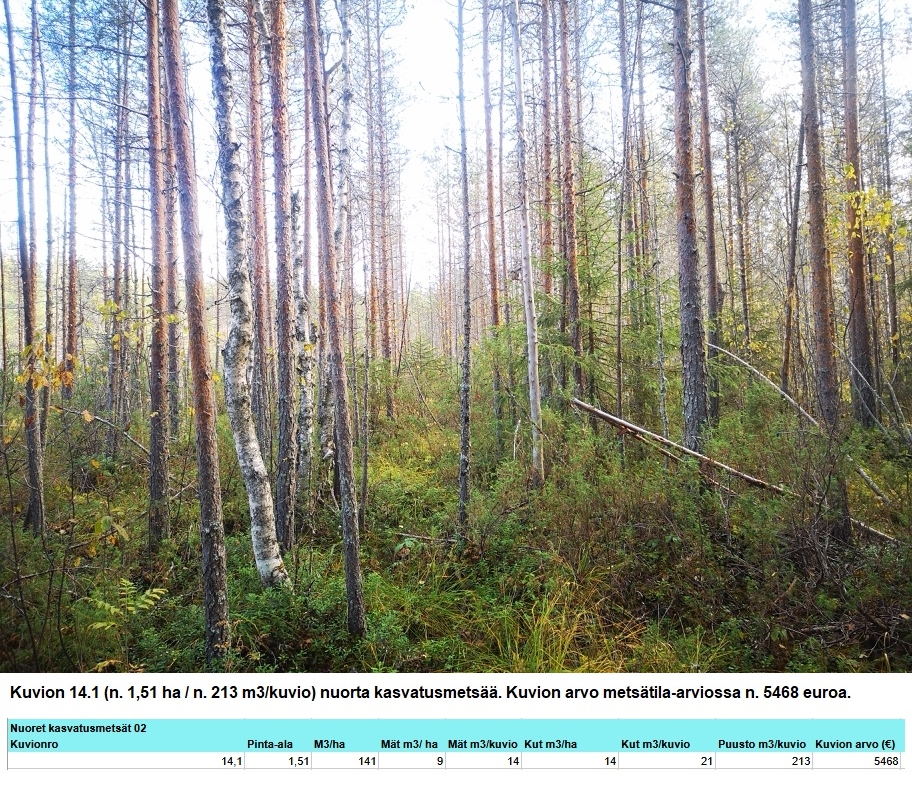 Myydään n. 11964 m3 / n. 89,60 ha kovakasvuinen metsäsijoituskohde Tervolasta tien vierestä. Kasvatusmetsiä n. 9699 m3. Mahdollisuus n. 2900 m3 hakkuisiin! Tarjoukset viimeistään ti 27.10.2026 sähköpostiin tuomo.liikanen@suomenmetsatilakauppa.fi              Lisätiedot 050-4334720, Tuomo Liikanen