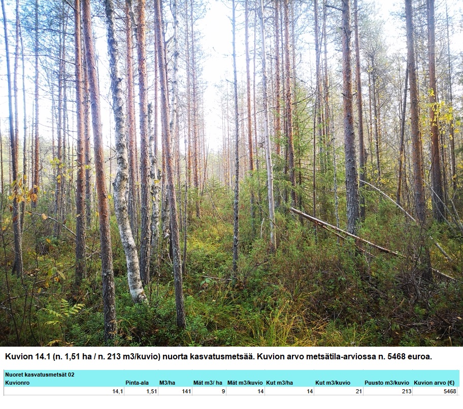 Kuvion 14.1 nuori kasvatusmetsä n. 1,51 ha Myydään n. 11964 m3 / n. 89,60 ha kovakasvuinen metsäsijoituskohde Tervolasta tien vierestä. Kasvatusmetsiä n. 9699 m3. Mahdollisuus n. 2900 m3 hakkuisiin! Tarjoukset viimeistään ti 27.10.2026 sähköpostiin tuomo.liikanen@suomenmetsatilakauppa.fi Lisätiedot 050-4334720, Tuomo Liikanen