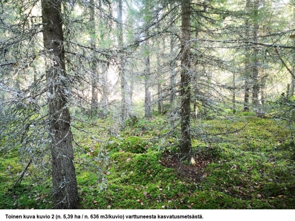 Myydään n. 11964 m3 / n. 89,60 ha kovakasvuinen metsäsijoituskohde Tervolasta tien vierestä. Kasvatusmetsiä n. 9699 m3. Mahdollisuus n. 2900 m3 hakkuisiin! Tarjoukset viimeistään ti 27.10.2026 sähköpostiin tuomo.liikanen@suomenmetsatilakauppa.fi              Lisätiedot 050-4334720, Tuomo Liikanen