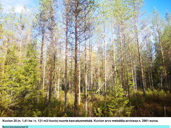 Myydään n. 11964 m3 / n. 89,60 ha kovakasvuinen metsäsijoituskohde Tervolasta tien vierestä. Kasvatusmetsiä n. 9699 m3. Mahdollisuus n. 2900 m3 hakkuisiin! Tarjoukset viimeistään ti 27.10.2026 sähköpostiin tuomo.liikanen@suomenmetsatilakauppa.fi              Lisätiedot 050-4334720, Tuomo Liikanen