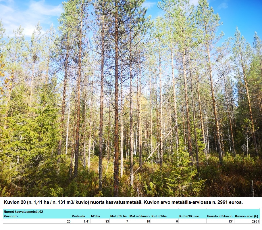 Kuvion 20 nuori kasvatusmetsä n. 1,41 ha Myydään n. 11964 m3 / n. 89,60 ha kovakasvuinen metsäsijoituskohde Tervolasta tien vierestä. Kasvatusmetsiä n. 9699 m3. Mahdollisuus n. 2900 m3 hakkuisiin! Tarjoukset viimeistään ti 27.10.2026 sähköpostiin tuomo.liikanen@suomenmetsatilakauppa.fi Lisätiedot 050-4334720, Tuomo Liikanen