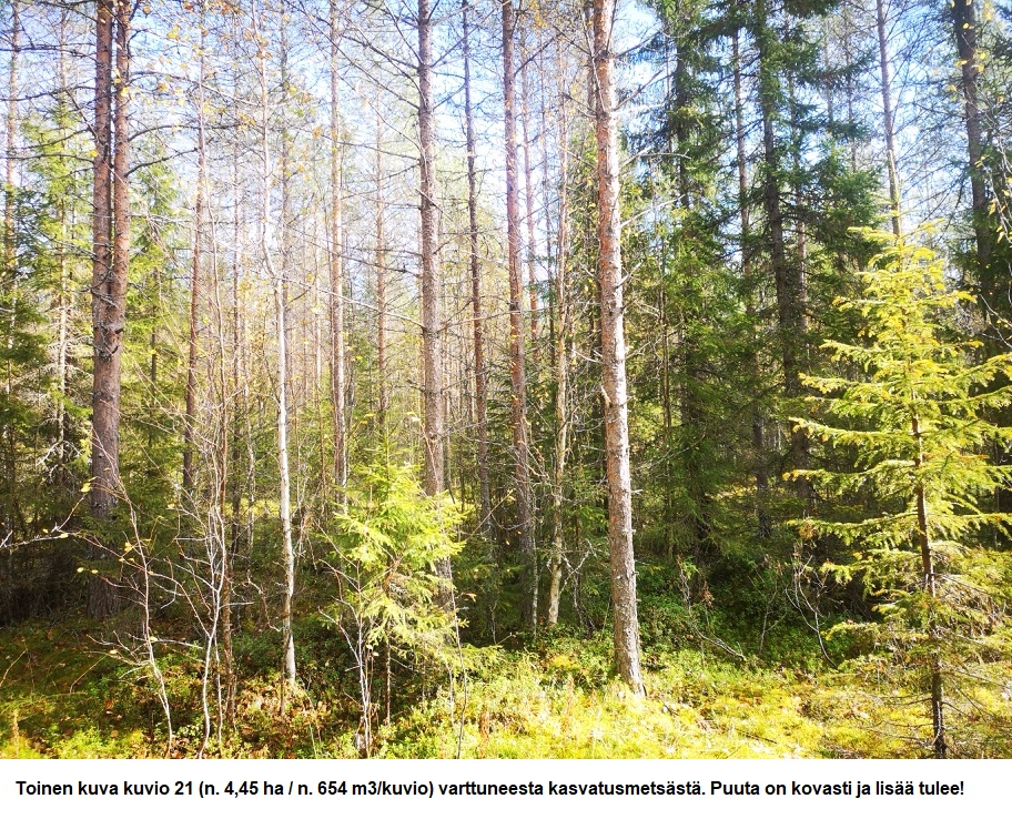Myydään n. 11964 m3 / n. 89,60 ha kovakasvuinen metsäsijoituskohde Tervolasta tien vierestä. Kasvatusmetsiä n. 9699 m3. Mahdollisuus n. 2900 m3 hakkuisiin! Tarjoukset viimeistään ti 27.10.2026 sähköpostiin tuomo.liikanen@suomenmetsatilakauppa.fi              Lisätiedot 050-4334720, Tuomo Liikanen