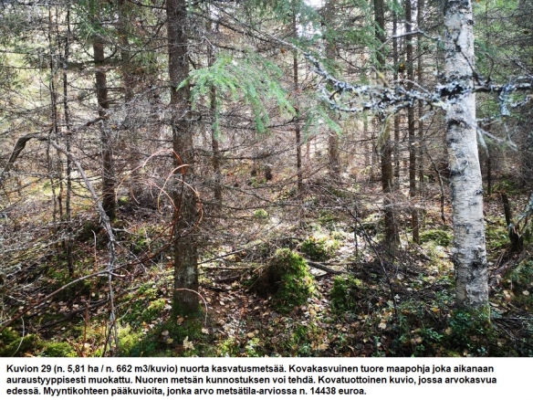 Myydään n. 11964 m3 / n. 89,60 ha kovakasvuinen metsäsijoituskohde Tervolasta tien vierestä. Kasvatusmetsiä n. 9699 m3. Mahdollisuus n. 2900 m3 hakkuisiin! Tarjoukset viimeistään ti 27.10.2026 sähköpostiin tuomo.liikanen@suomenmetsatilakauppa.fi              Lisätiedot 050-4334720, Tuomo Liikanen