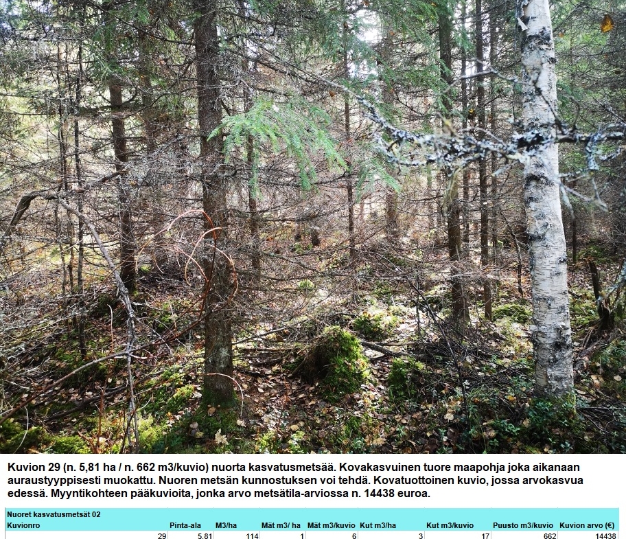 Myydään n. 11964 m3 / n. 89,60 ha kovakasvuinen metsäsijoituskohde Tervolasta tien vierestä. Kasvatusmetsiä n. 9699 m3. Mahdollisuus n. 2900 m3 hakkuisiin! Tarjoukset viimeistään ti 27.10.2026 sähköpostiin tuomo.liikanen@suomenmetsatilakauppa.fi              Lisätiedot 050-4334720, Tuomo Liikanen
