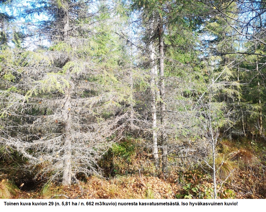 Myydään n. 11964 m3 / n. 89,60 ha kovakasvuinen metsäsijoituskohde Tervolasta tien vierestä. Kasvatusmetsiä n. 9699 m3. Mahdollisuus n. 2900 m3 hakkuisiin! Tarjoukset viimeistään ti 27.10.2026 sähköpostiin tuomo.liikanen@suomenmetsatilakauppa.fi              Lisätiedot 050-4334720, Tuomo Liikanen