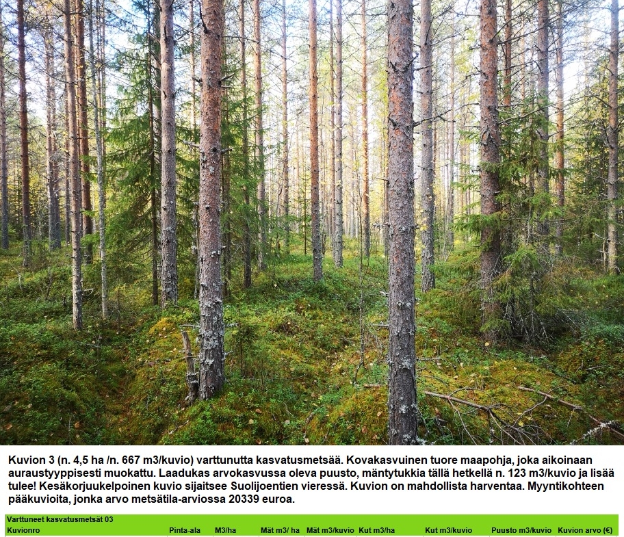 Myydään n. 11964 m3 / n. 89,60 ha kovakasvuinen metsäsijoituskohde Tervolasta tien vierestä. Kasvatusmetsiä n. 9699 m3. Mahdollisuus n. 2900 m3 hakkuisiin! Tarjoukset viimeistään ti 27.10.2026 sähköpostiin tuomo.liikanen@suomenmetsatilakauppa.fi              Lisätiedot 050-4334720, Tuomo Liikanen