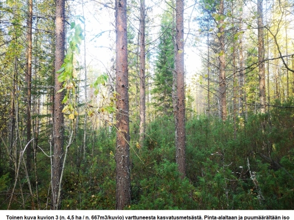 Myydään n. 11964 m3 / n. 89,60 ha kovakasvuinen metsäsijoituskohde Tervolasta tien vierestä. Kasvatusmetsiä n. 9699 m3. Mahdollisuus n. 2900 m3 hakkuisiin! Tarjoukset viimeistään ti 27.10.2026 sähköpostiin tuomo.liikanen@suomenmetsatilakauppa.fi              Lisätiedot 050-4334720, Tuomo Liikanen