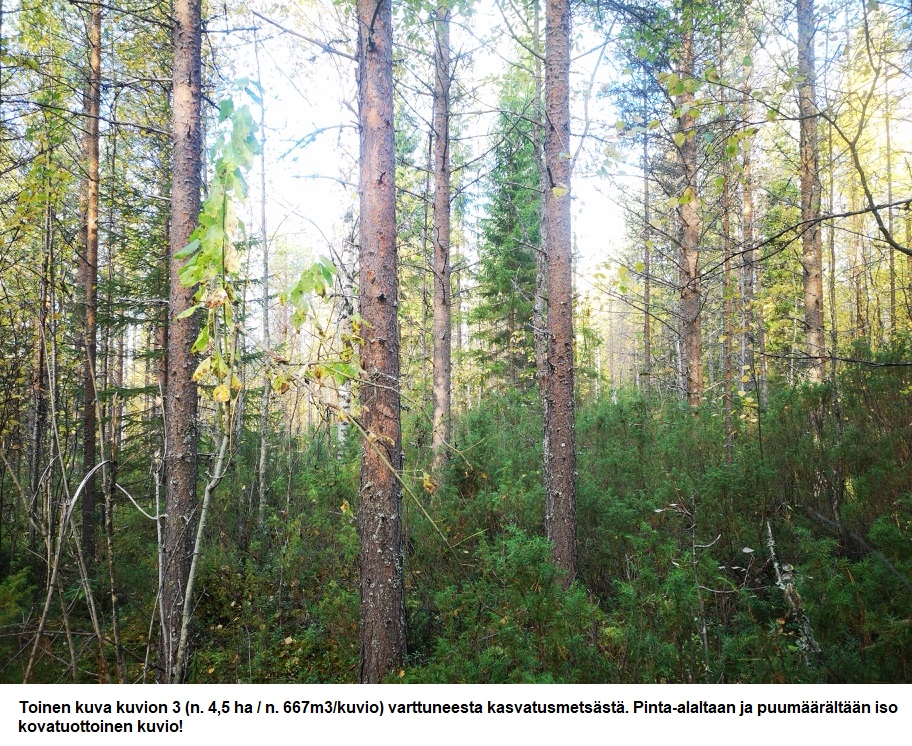 Myydään n. 11964 m3 / n. 89,60 ha kovakasvuinen metsäsijoituskohde Tervolasta tien vierestä. Kasvatusmetsiä n. 9699 m3. Mahdollisuus n. 2900 m3 hakkuisiin! Tarjoukset viimeistään ti 27.10.2026 sähköpostiin tuomo.liikanen@suomenmetsatilakauppa.fi              Lisätiedot 050-4334720, Tuomo Liikanen