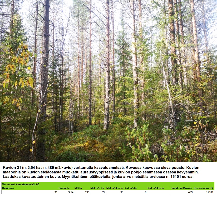 Kuvion 31 varttunut kasvatusmetsä n. 3,54 ha k1 Myydään n. 11964 m3 / n. 89,60 ha kovakasvuinen metsäsijoituskohde Tervolasta tien vierestä. Kasvatusmetsiä n. 9699 m3. Mahdollisuus n. 2900 m3 hakkuisiin! Tarjoukset viimeistään ti 27.10.2026 sähköpostiin tuomo.liikanen@suomenmetsatilakauppa.fi Lisätiedot 050-4334720, Tuomo Liikanen