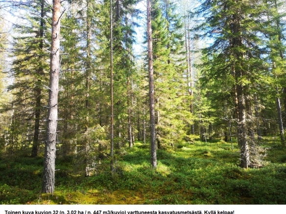 Myydään n. 11964 m3 / n. 89,60 ha kovakasvuinen metsäsijoituskohde Tervolasta tien vierestä. Kasvatusmetsiä n. 9699 m3. Mahdollisuus n. 2900 m3 hakkuisiin! Tarjoukset viimeistään ti 27.10.2026 sähköpostiin tuomo.liikanen@suomenmetsatilakauppa.fi              Lisätiedot 050-4334720, Tuomo Liikanen