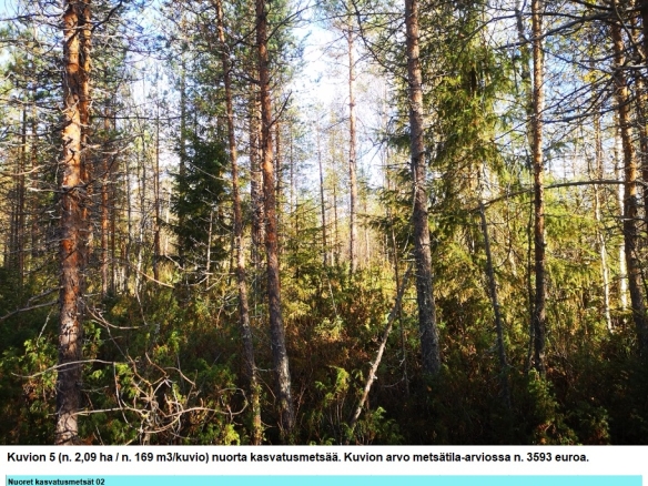 Myydään n. 11964 m3 / n. 89,60 ha kovakasvuinen metsäsijoituskohde Tervolasta tien vierestä. Kasvatusmetsiä n. 9699 m3. Mahdollisuus n. 2900 m3 hakkuisiin! Tarjoukset viimeistään ti 27.10.2026 sähköpostiin tuomo.liikanen@suomenmetsatilakauppa.fi              Lisätiedot 050-4334720, Tuomo Liikanen