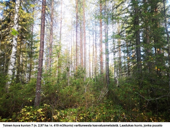 Myydään n. 11964 m3 / n. 89,60 ha kovakasvuinen metsäsijoituskohde Tervolasta tien vierestä. Kasvatusmetsiä n. 9699 m3. Mahdollisuus n. 2900 m3 hakkuisiin! Tarjoukset viimeistään ti 27.10.2026 sähköpostiin tuomo.liikanen@suomenmetsatilakauppa.fi              Lisätiedot 050-4334720, Tuomo Liikanen