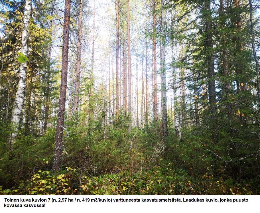 Myydään n. 11964 m3 / n. 89,60 ha kovakasvuinen metsäsijoituskohde Tervolasta tien vierestä. Kasvatusmetsiä n. 9699 m3. Mahdollisuus n. 2900 m3 hakkuisiin! Tarjoukset viimeistään ti 27.10.2026 sähköpostiin tuomo.liikanen@suomenmetsatilakauppa.fi              Lisätiedot 050-4334720, Tuomo Liikanen